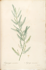 手绘插画 装饰画 花草图谱