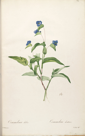 手绘插画 装饰画 花草图谱