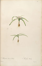 手绘插画 装饰画 花草图谱