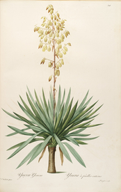 手绘插画 装饰画 图谱植物