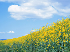 蓝天油菜花