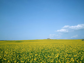 蓝天油菜花