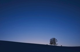 黄昏天空下的树