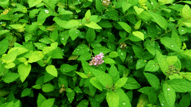 晶莹剔透的水滴在绿叶上