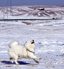 狗与无人机