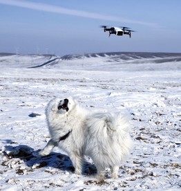 狗与无人机