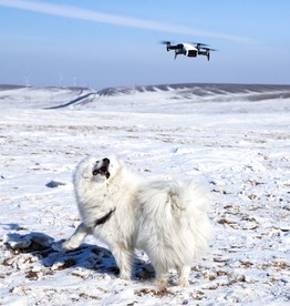 狗与无人机