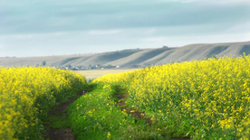 蓝天油菜花图片