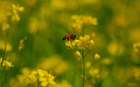 蓝天油菜花图片