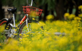 蓝天油菜花图片