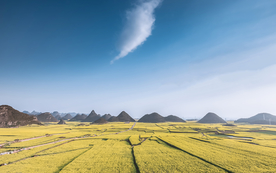 蓝天油菜花图片