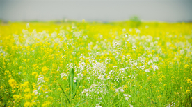 蓝天油菜花图片