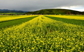 蓝天油菜花图片