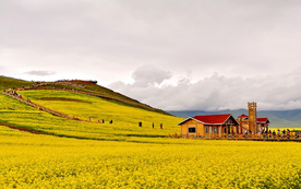 蓝天油菜花图片