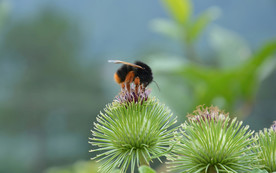 花间隐者小蜂蜜图片
