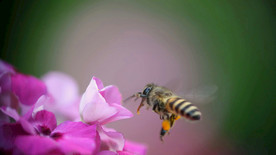 花间隐者小蜂蜜图片