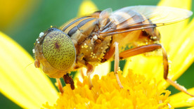 花间隐者小蜂蜜图片