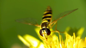花间隐者小蜂蜜图片