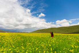 蓝天油菜画图片