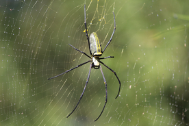 罗网蜘蛛图片