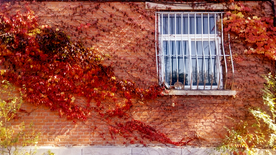 校园窗前红色爬山虎