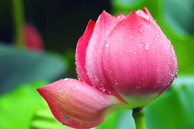 荷花荷苞露水高清图片