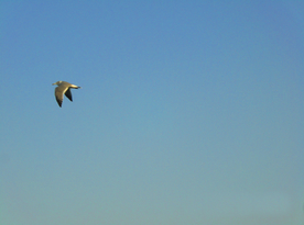 天空中飞翔的海鸥