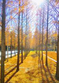 秋天的银杏树叶