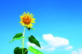 蓝天白云下的向日葵