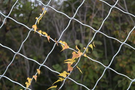 铁丝网上的细藤