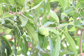 芒果树