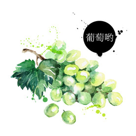 手绘青葡萄 矢量提子插画 水果