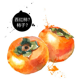彩绘手绘柿子 矢量水果插画柿子