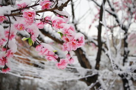 雪中花朵装饰