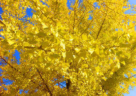 金黄色的银杏叶