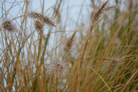 露水露珠水珠图片背景