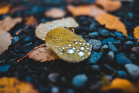露水露珠水珠图片背景