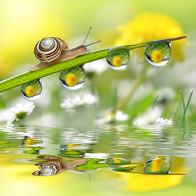 蜗牛露水图片
