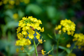 花间隐者小蜂蜜图片