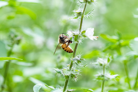 花间隐者小蜂蜜图片