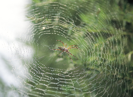 罗网蜘蛛图片