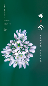 春分节气海报