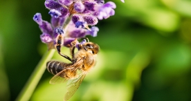 花间隐者小蜂蜜图片