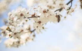 花间隐者小蜂蜜图片