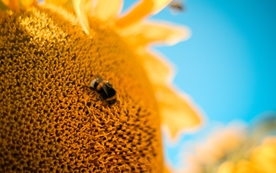 花间隐者小蜂蜜图片