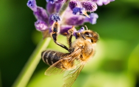 花间隐者小蜂蜜图片