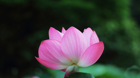 荷塘荷花莲藕图片