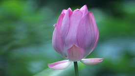 荷塘荷花莲藕图片