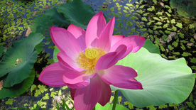 荷塘荷花莲藕图片