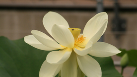 荷塘荷花莲藕图片